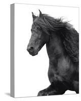 Friesian-Melanie Snowhite-Stretched Canvas