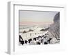 Friesians in Winter-Maggie Rowe-Framed Giclee Print