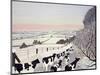 Friesians in Winter-Maggie Rowe-Mounted Giclee Print