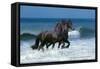 Friesians Sea-Bob Langrish-Framed Stretched Canvas