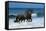 Friesians Sea-Bob Langrish-Framed Stretched Canvas