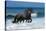 Friesians Sea-Bob Langrish-Stretched Canvas