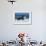 Friesians Sea-Bob Langrish-Framed Photographic Print displayed on a wall