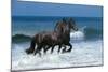 Friesians Sea-Bob Langrish-Mounted Photographic Print