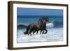 Friesians Sea-Bob Langrish-Framed Photographic Print