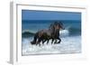 Friesians Sea-Bob Langrish-Framed Photographic Print