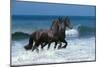 Friesians Sea-Bob Langrish-Mounted Photographic Print