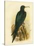 Frigate Bird, 1891-Gracius Broinowski-Stretched Canvas