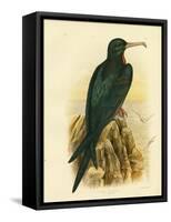 Frigate Bird, 1891-Gracius Broinowski-Framed Stretched Canvas
