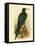 Frigate Bird, 1891-Gracius Broinowski-Framed Stretched Canvas