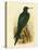 Frigate Bird, 1891-Gracius Broinowski-Stretched Canvas