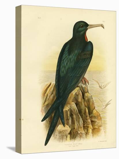 Frigate Bird, 1891-Gracius Broinowski-Stretched Canvas