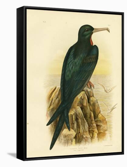 Frigate Bird, 1891-Gracius Broinowski-Framed Stretched Canvas