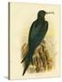 Frigate Bird, 1891-Gracius Broinowski-Stretched Canvas