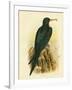 Frigate Bird, 1891-Gracius Broinowski-Framed Giclee Print