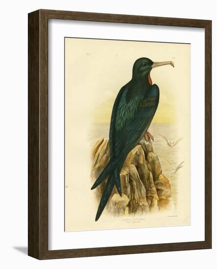 Frigate Bird, 1891-Gracius Broinowski-Framed Giclee Print