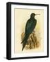 Frigate Bird, 1891-Gracius Broinowski-Framed Giclee Print