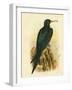 Frigate Bird, 1891-Gracius Broinowski-Framed Giclee Print