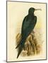 Frigate Bird, 1891-Gracius Broinowski-Mounted Giclee Print