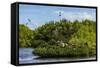 Frigate Bird Colony in the Codrington Lagoon-Michael Runkel-Framed Stretched Canvas