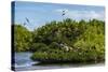 Frigate Bird Colony in the Codrington Lagoon-Michael Runkel-Stretched Canvas