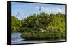 Frigate Bird Colony in the Codrington Lagoon-Michael Runkel-Framed Stretched Canvas