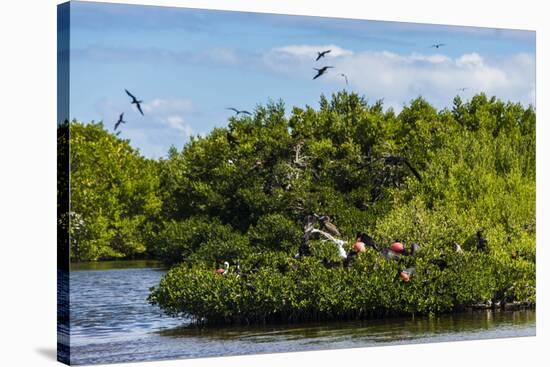 Frigate Bird Colony in the Codrington Lagoon-Michael Runkel-Stretched Canvas