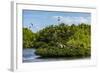 Frigate Bird Colony in the Codrington Lagoon-Michael Runkel-Framed Photographic Print