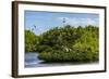 Frigate Bird Colony in the Codrington Lagoon-Michael Runkel-Framed Photographic Print