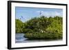 Frigate Bird Colony in the Codrington Lagoon-Michael Runkel-Framed Photographic Print