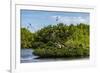 Frigate Bird Colony in the Codrington Lagoon-Michael Runkel-Framed Photographic Print