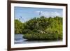 Frigate Bird Colony in the Codrington Lagoon-Michael Runkel-Framed Photographic Print