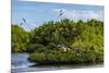 Frigate Bird Colony in the Codrington Lagoon-Michael Runkel-Mounted Photographic Print