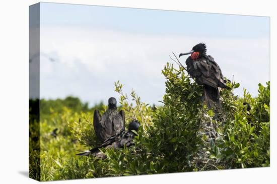 Frigate Bird Colony in the Codrington Lagoon-Michael Runkel-Stretched Canvas