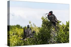 Frigate Bird Colony in the Codrington Lagoon-Michael Runkel-Stretched Canvas