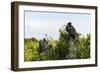 Frigate Bird Colony in the Codrington Lagoon-Michael Runkel-Framed Photographic Print