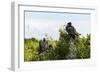 Frigate Bird Colony in the Codrington Lagoon-Michael Runkel-Framed Photographic Print