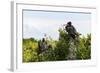 Frigate Bird Colony in the Codrington Lagoon-Michael Runkel-Framed Photographic Print