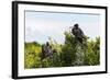 Frigate Bird Colony in the Codrington Lagoon-Michael Runkel-Framed Photographic Print