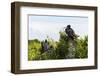 Frigate Bird Colony in the Codrington Lagoon-Michael Runkel-Framed Photographic Print