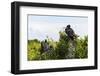 Frigate Bird Colony in the Codrington Lagoon-Michael Runkel-Framed Photographic Print