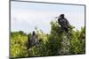 Frigate Bird Colony in the Codrington Lagoon-Michael Runkel-Mounted Photographic Print