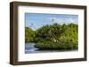 Frigate Bird Colony in the Codrington Lagoon-Michael Runkel-Framed Photographic Print