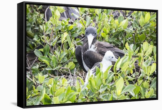 Frigate Bird Sanctuary, Barbuda, Antigua and Barbuda, Leeward Islands, West Indies-Roberto Moiola-Framed Stretched Canvas