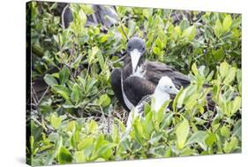 Frigate Bird Sanctuary, Barbuda, Antigua and Barbuda, Leeward Islands, West Indies-Roberto Moiola-Stretched Canvas