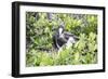 Frigate Bird Sanctuary, Barbuda, Antigua and Barbuda, Leeward Islands, West Indies-Roberto Moiola-Framed Photographic Print