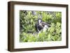 Frigate Bird Sanctuary, Barbuda, Antigua and Barbuda, Leeward Islands, West Indies-Roberto Moiola-Framed Photographic Print