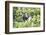 Frigate Bird Sanctuary, Barbuda, Antigua and Barbuda, Leeward Islands, West Indies-Roberto Moiola-Framed Photographic Print