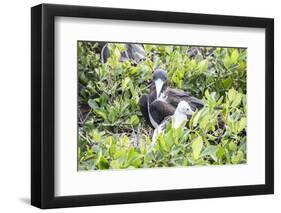 Frigate Bird Sanctuary, Barbuda, Antigua and Barbuda, Leeward Islands, West Indies-Roberto Moiola-Framed Photographic Print