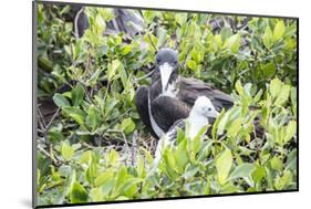 Frigate Bird Sanctuary, Barbuda, Antigua and Barbuda, Leeward Islands, West Indies-Roberto Moiola-Mounted Photographic Print